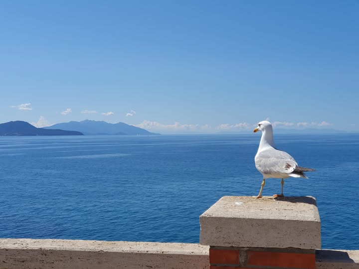 Piombino rinnova limpegno per la tutela della fauna selvatica: prosegue la collaborazione con LIPU