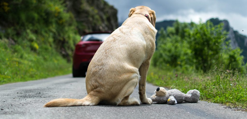Il Comune di Piombino contro labbandono degli animali: appello dellassessore Bacci